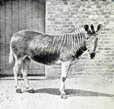 Scientists Want To Bring Some Animals Back From Extinction Extinct Animals Rare Animals Prehistoric Animals
