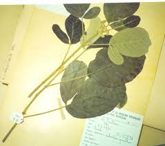 Image result for Vitex madiensis