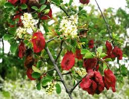 Image result for Pteleopsis anisoptera