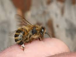 Bee Stings The Truth Is That Unless You Re A Beekeeper More Than 95 Of People Have Never Been Stung By A Honey Bee The Stings Most Ofte Hommels Bijen Wesp
