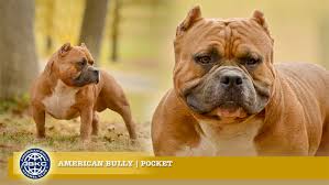 Pocket The American Bully Registry