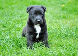 I have a 12 week old yellow lab and every night she has diarrhea at least once. Puppy Diarrhea Is It Time To Go To The Vet Canna Pet