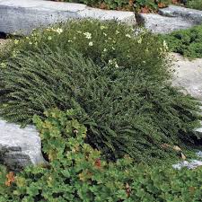Image result for Cotoneaster