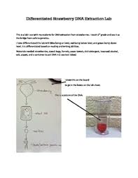 We will extract dna from fruit to investigate how it looks and feels. Strawberry Dna Extraction Lab Worksheets Teaching Resources Tpt