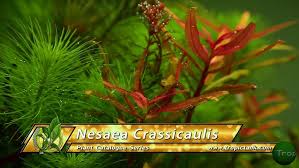 Image result for Nesaea ramosa