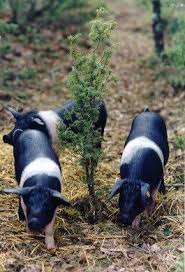 Cinta Senese The Tuscan Pig Wild Pig Animals Pig