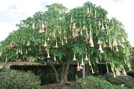 La planta que contiene escopolamina, la droga de los violadores, es muy común en asturias. Franco En Twitter El Arbol De Floripondio Tiene Un Potente Alucinogeno Sacan La Burundanga