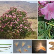 Image result for Dissotis pachytricha