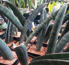 Image result for Sansevieria hallii