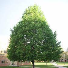 'glenleven' littleleaf linden grows in a cone shape about 50 to 70 feet tall and can spread 40 to 50 feet in most landscapes (fig. Greenspire Linden Arbor Valley Nursery Colorado Wholesale Nursery