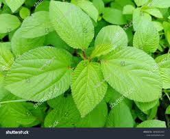 Image result for Corchorus aestuans