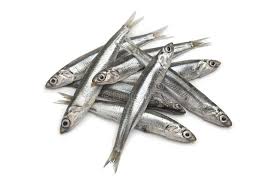 Fresh Raw European Anchovy On White Background Sponsored European Raw Fresh Background White Ad Anchovies Fresh Fish Photography Fish