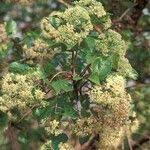 Image result for Crossopteryx