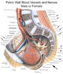 Anatomy physiology of female repro. Anatomy Of The Pudendal Nerve Health Organization For Pudendal Education