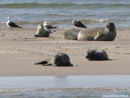 Große robbenart.codycross kreuzworträtsel ist das neuste wortspiel aus dem team fanatee. Der Jungnamensand Mit Kegelrobben Vor Der Westkuste Von Amrum