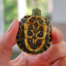 Red Eared Slider Turtle Red Eared Slider Slider Turtle Turtle