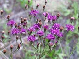 Image result for Vernonia galamensis