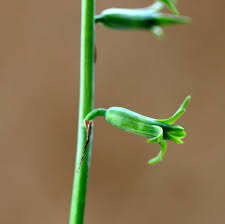 Image result for Dipcadi viride