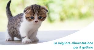 Il cibo in funzione dello status. Cosa Deve Mangiare Un Gattino Le Migliori Crocchette Ed Umidi Per Gattini