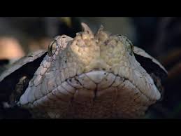 Even if you just have questions, our customer service can only reply you after you checkout and fill up the form. Incredible A Gaboon Viper Strikes A Bird In Slo Mo Youtube