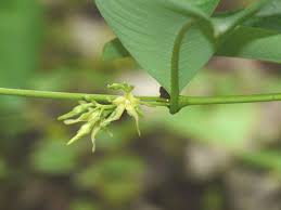 Image result for Cryptolepis