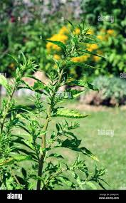 Image result for Chenopodiastrum