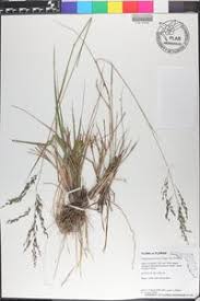 Image result for Eragrostis atrovirens