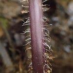 Image result for Blotiella glabra