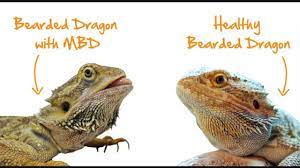 Mar 16, 2020 · illness and disease will change the behaviour and appearance of your bearded dragon. What To Do If Your Bearded Dragon Gets Sick Youtube