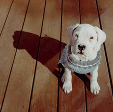 When can puppies go outside in the yard. Potty Training Deaf Dogs Rock