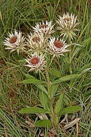 Image result for Macledium