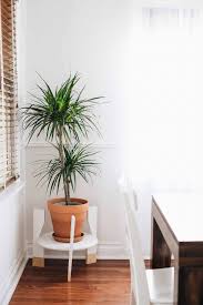 Indoor plant low light clean air. The 9 Best Indoor Plants For A Healthy Home Jar Of Lemons