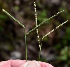 Image result for Paspalum scrobiculatum