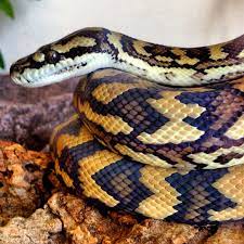 reptile supplies live food vivariums the reptile centre reptiles reptile snakes tortoise care