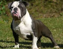 Purebred and designer mixed breed puppies for sale from reputable breeders across the united states. Bulldog Varieties Castlewood Bulldogs