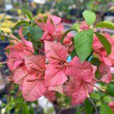 Brizza Peach Bougainvillea Live Baby Plant Big Leaf Will Be Cut Beautiful  Flower Tree - Etsy Hong Kong