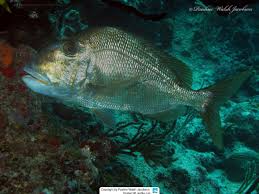 Image result for Calamus deerratus