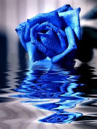 Blue Rose 2011 Fallen Heroes In Blue Blue Roses Wallpaper Blue Rose Picture Blue Roses