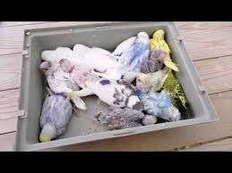 Pest Control Tactics Bird Match Youtube