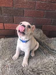 French bull dog club of america (fbdca). French Bulldog Puppy Dog For Sale In Norman Oklahoma
