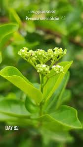 Image result for Premna serratifolia