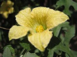 Image result for Coccinia rehmannii