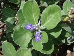 Image result for Vitex mombassae