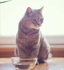 Cats can get much of their daily water needs from wet food. What Do Cats Drink Is Milk Bad For Cats Purina