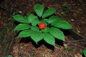Finding a mature american ginseng American Ginseng