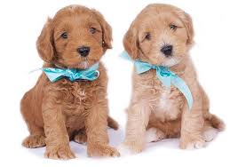 Learn more about where pet store puppies come from. Legendary Labradoodles Australian Labradoodles For Sale In Texas