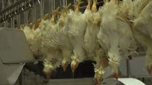 Scientists Believe The Chickens We Eat Are Being Slaughtered While Conscious Huffpost