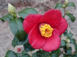 Camellia Japonica Var Koreana Korean Fire Spring Blooming Camellia Deer Resistant Plants Hardy Plants Variegated Plants