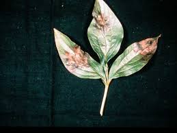 One of the most serious threats to production of. Botrytis Blight Of Peony