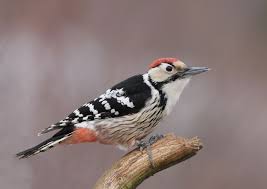 Riesenauswahl an werkzeug und baumaterial. 143 White Backed Woodpecker Dendrocopos Leucotos Occurs In Central And Northern Europe Found In The Balkans An Beautiful Birds Woodpecker Northern Europe